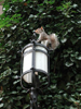 Squirrel on Lamp