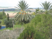 IMG_1084a